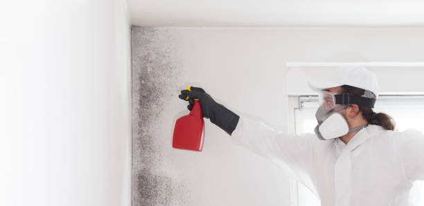 Best Attic Mold Remediation in Celebration, FL