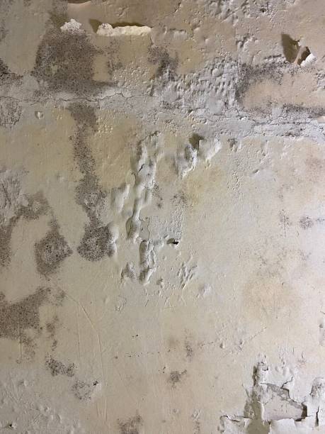 Best Commercial Mold Remediation in Celebration, FL