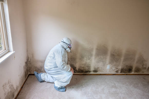 Best Post-Flood Mold Remediation in Celebration, FL